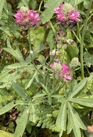 Oregon checker-mallow_Sidalcea oregana.jpg